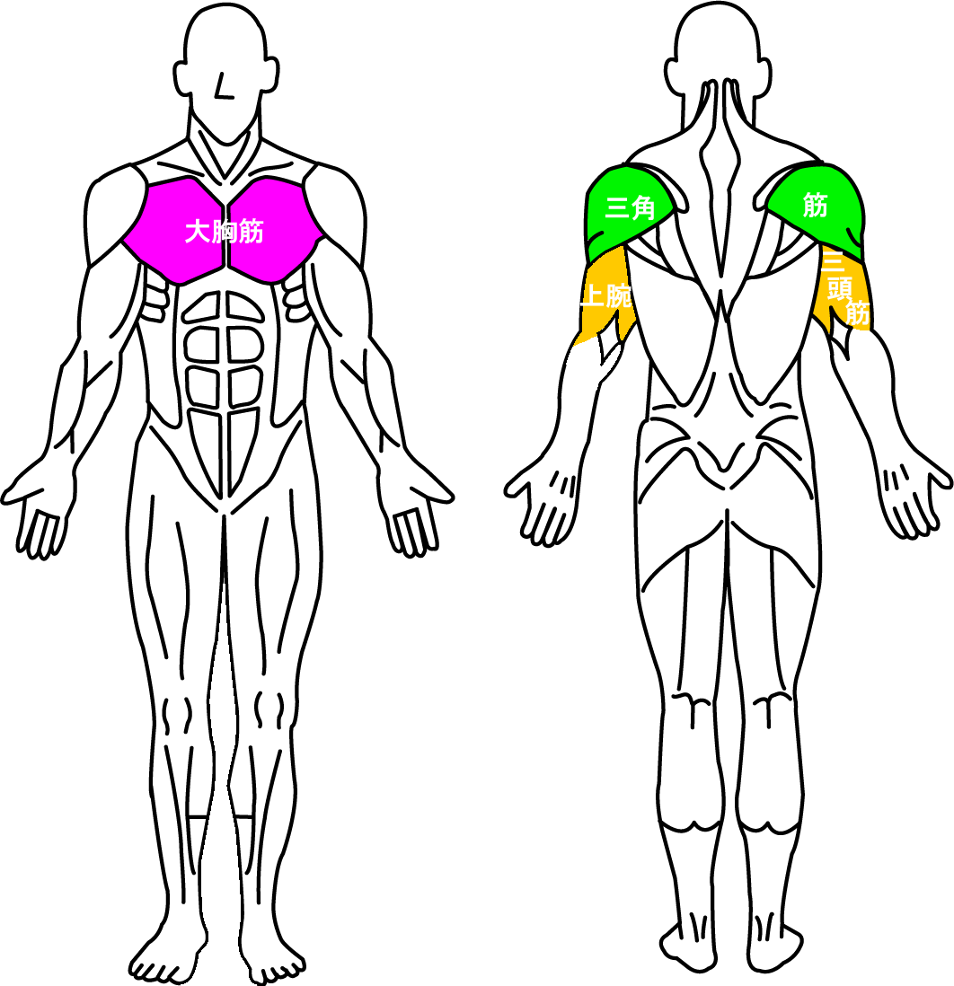 上腕三頭筋と大胸筋と三角筋