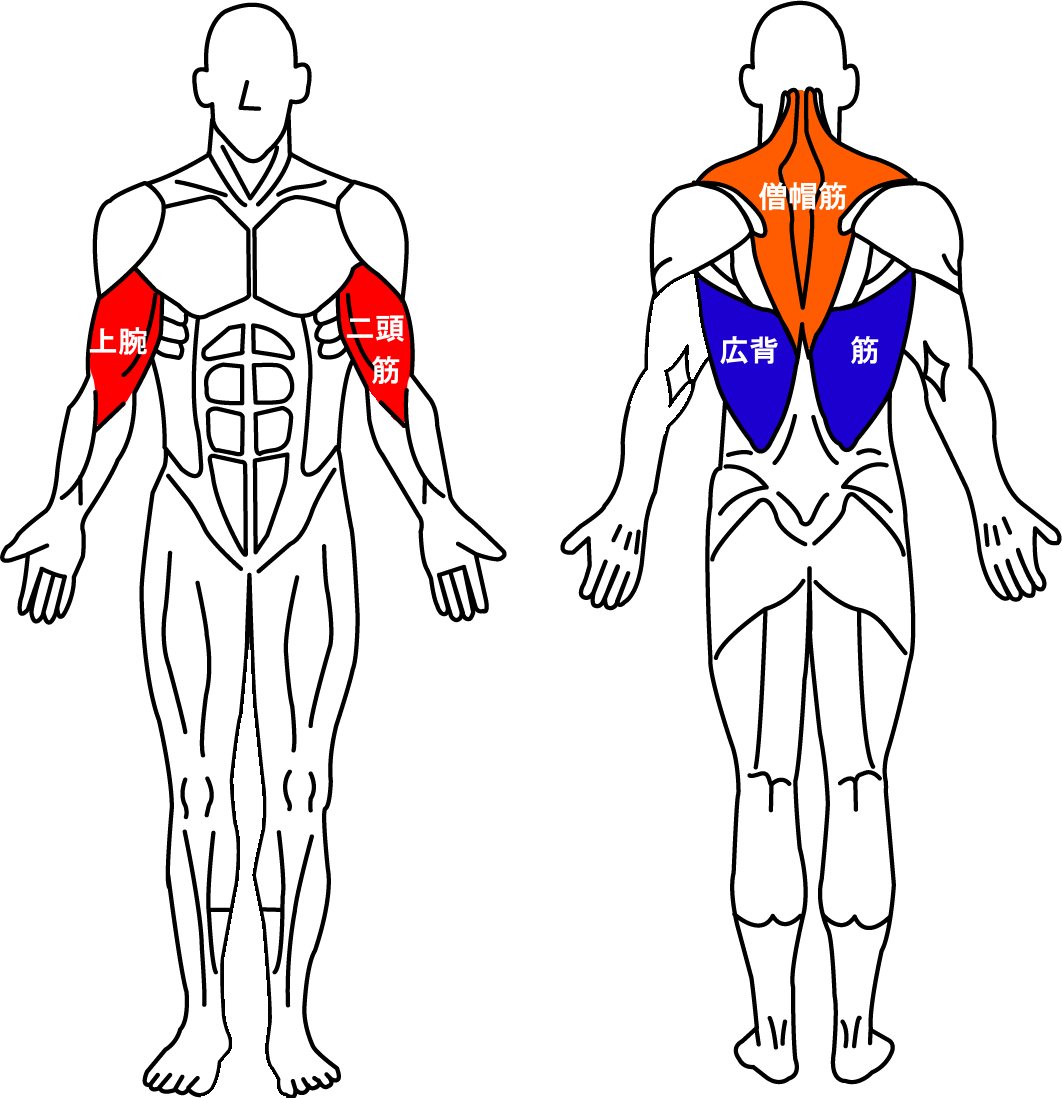 上腕二頭筋と広背筋と僧帽筋