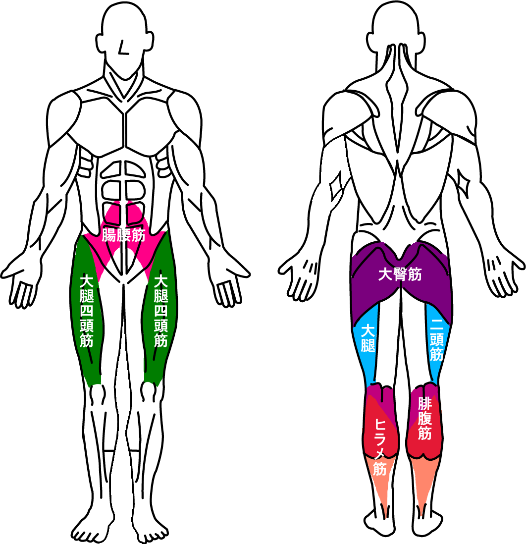 大腿二頭筋と大腿四頭筋と大臀筋と腓腹筋とヒラメ筋と腸腰筋