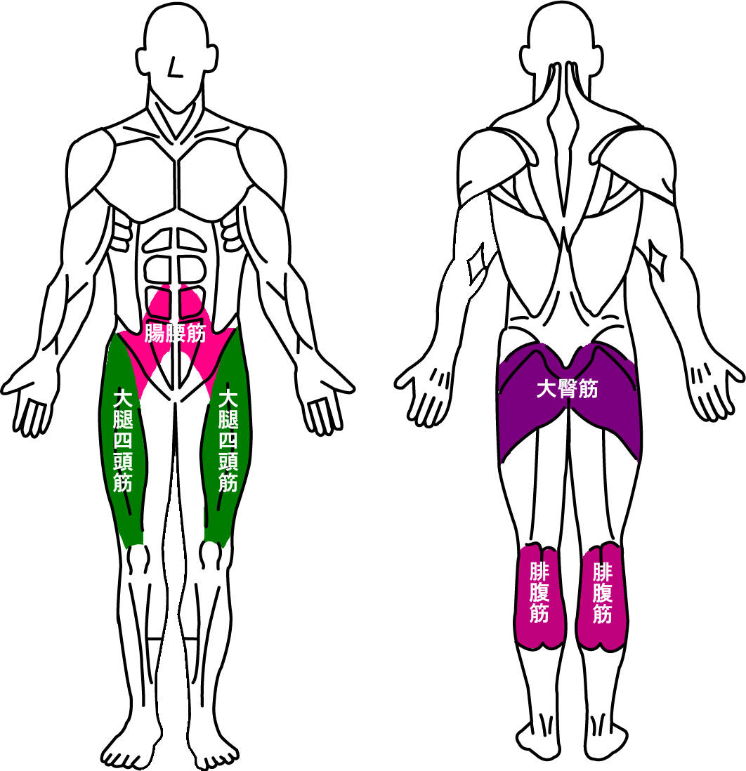 大腿二頭筋と大腿四頭筋と大臀筋と腸腰筋