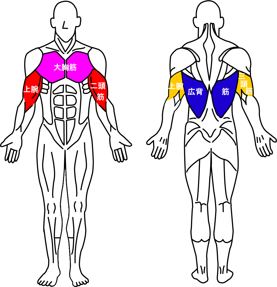 上腕二頭筋と上腕三頭筋と広背筋と大胸筋